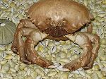 Crabe Dromiideae 42